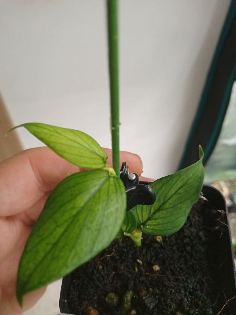 Hoya polyneura, Maison & Meubles, Plantes d'intérieur, Autres espèces, En pot, Moins de 100 cm, Enlèvement