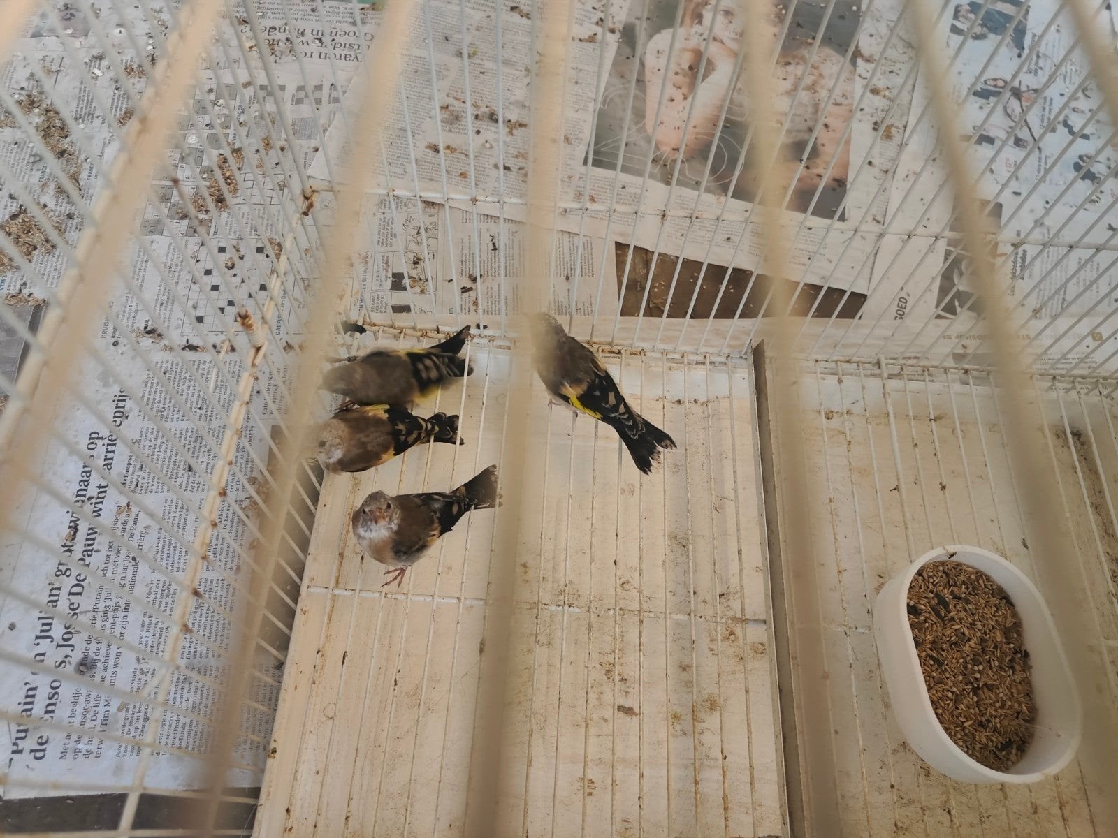 Klassieke distelvinken, Dieren en Toebehoren, Geslacht onbekend