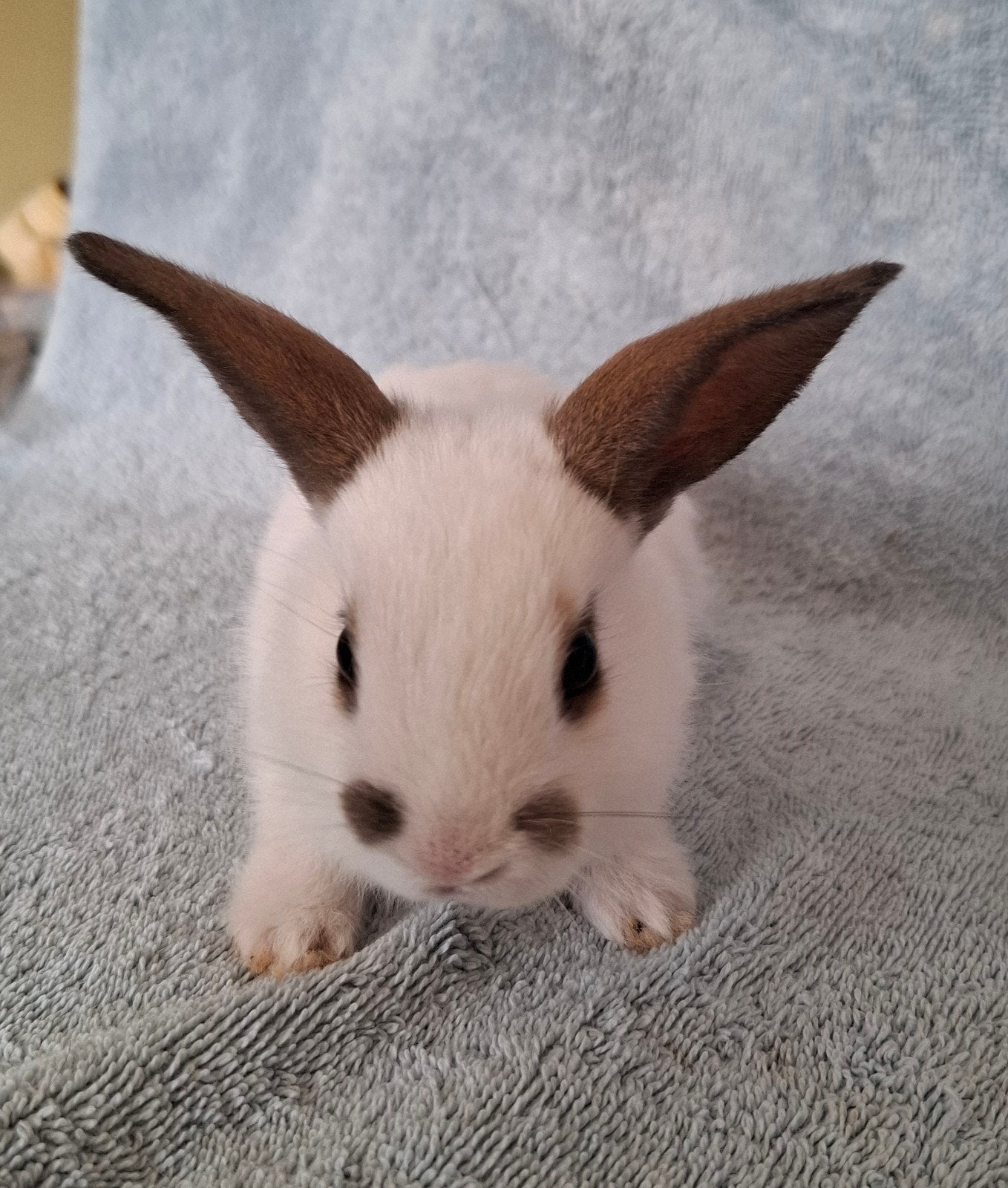 Konijntjes, Petit, 0 à 2 ans