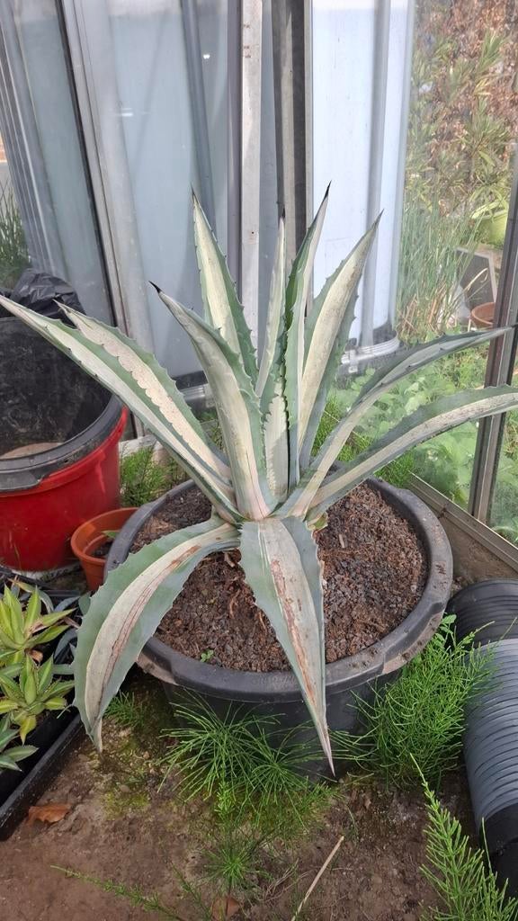Grote agave americana mediopicta, Enlèvement