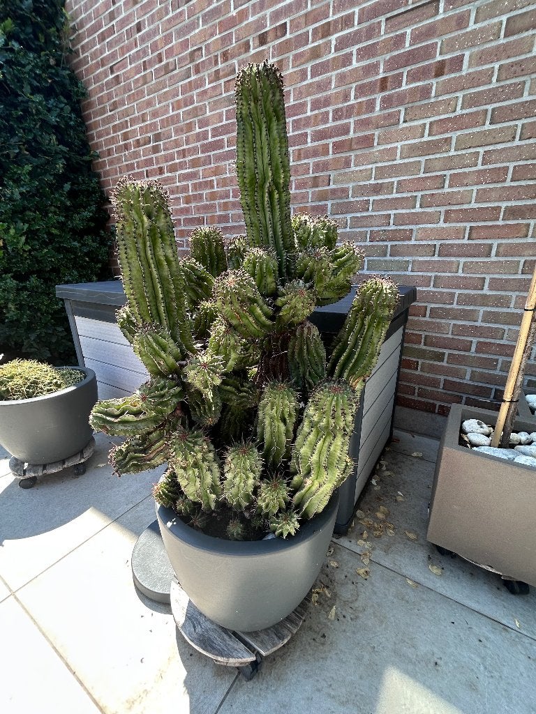 CACTUSSEN, Enlèvement, En pot, Moins de 100 cm
