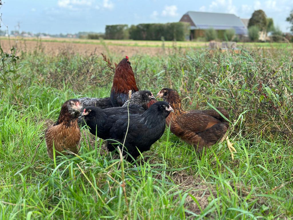 Jonge tamme Araucana kippen gesekst en ingeënt, Femelle, Poule ou poulet
