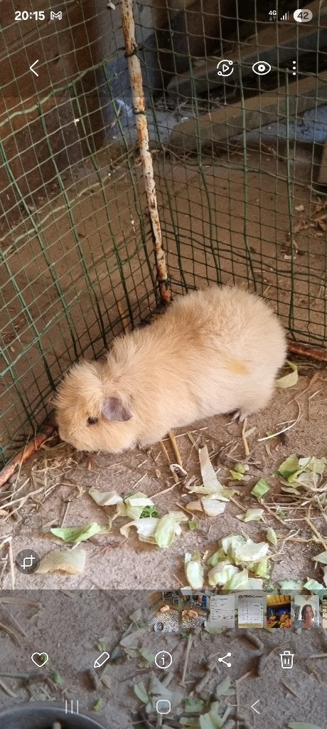 teddy cavia, Dieren en Toebehoren, Cavia, Augustus, Mannelijk, Tam