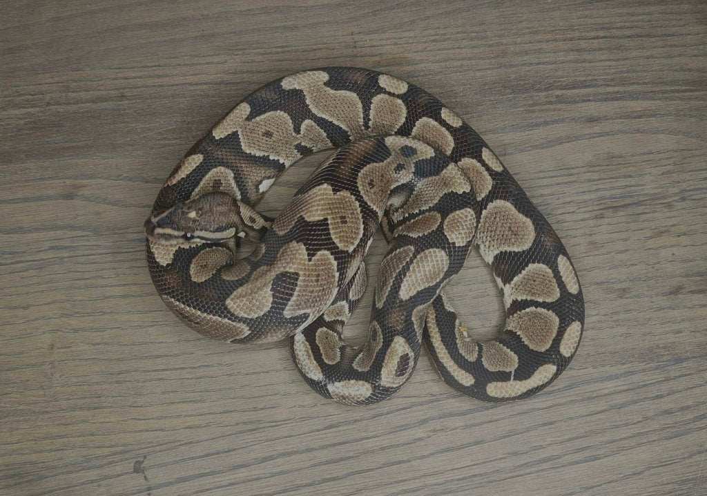 Ball python 1.1 Gravel het DG Houten, Dieren en Toebehoren, Slang, Tam, 3 tot 6 jaar