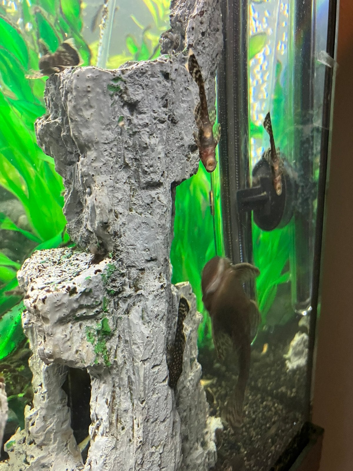 Te koop 50 tal jonge plecos 3euro stuk, Enlèvement, Comme neuf