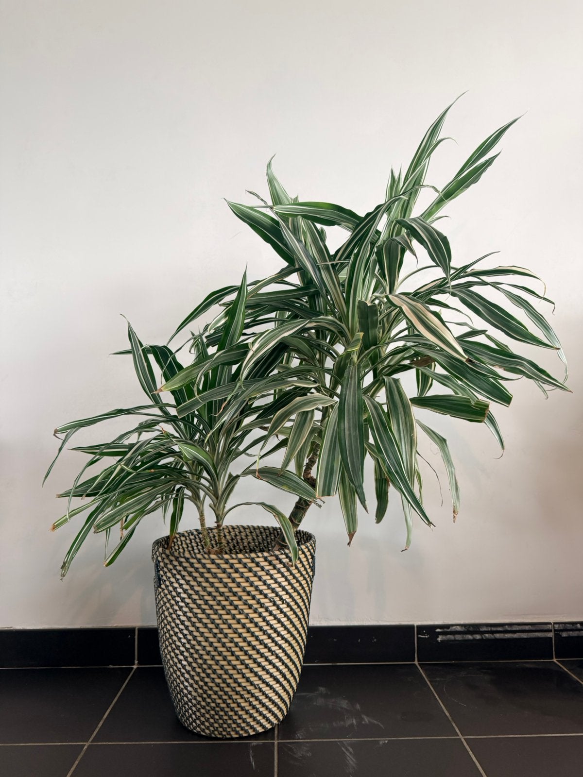 Plant: Dracaena fragrans, Maison & Meubles, Plante verte, Enlèvement, Autres espèces, Moins de 100 cm