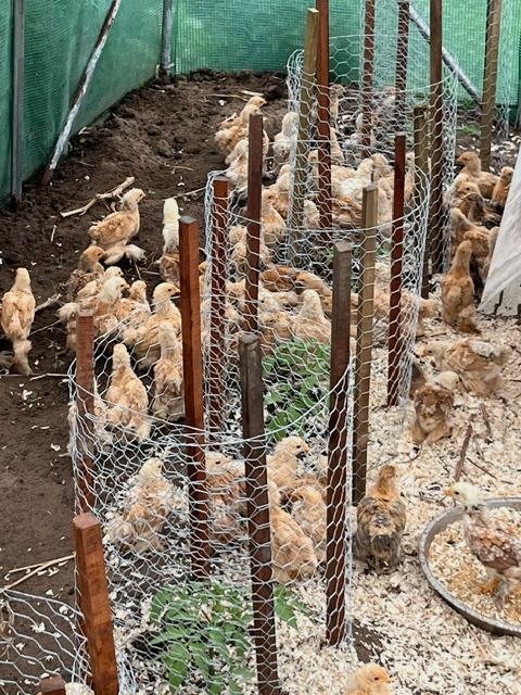 Cochin Kriel kuikentjes, Sexe inconnu, Poule ou poulet