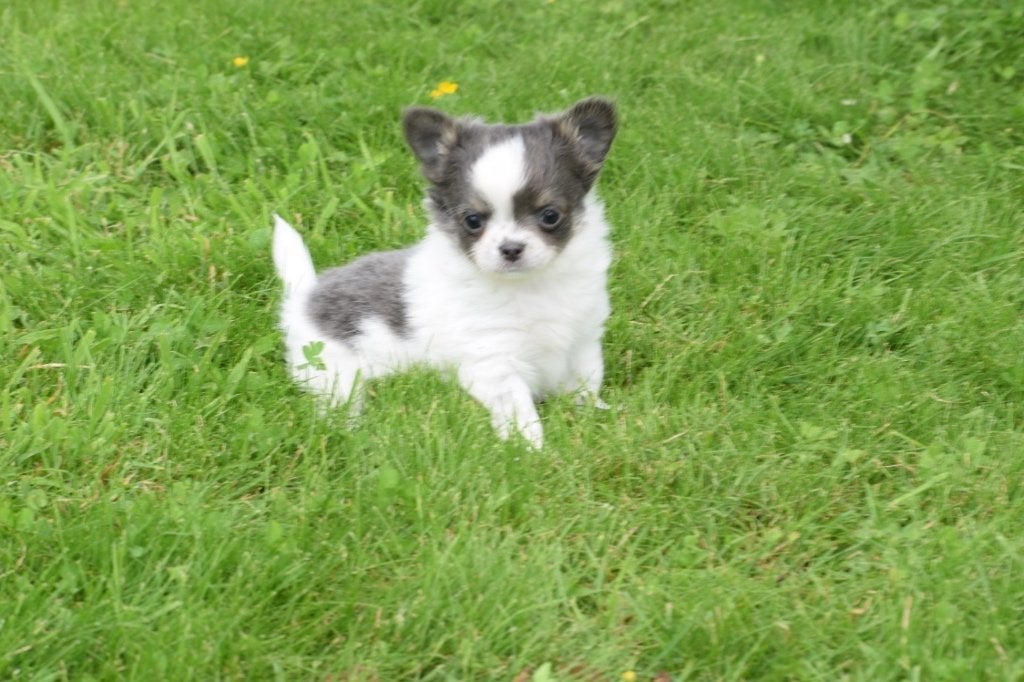 Les chiots Chihuahua restent beaux et petits, 15 semaines à 1 an, Étranger, Hépatite contagieuse (maladie de Rubarth), Plusieurs animaux