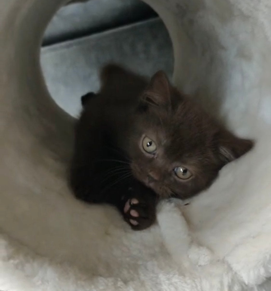 Chatons britanniques à poil court, Animaux & Accessoires, Chats & Chatons | Chats de race | Poil ras, Chatte ou Chat, 0 à 2 ans