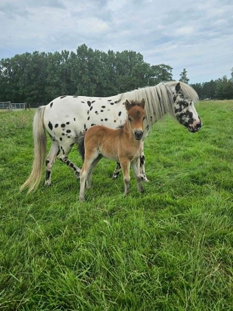 Mooie shetlanderveulens beschikbaar - merries en hengstjes, Animaux & Accessoires, Poneys, Jument, Avec puce électronique, 0 à 2 ans