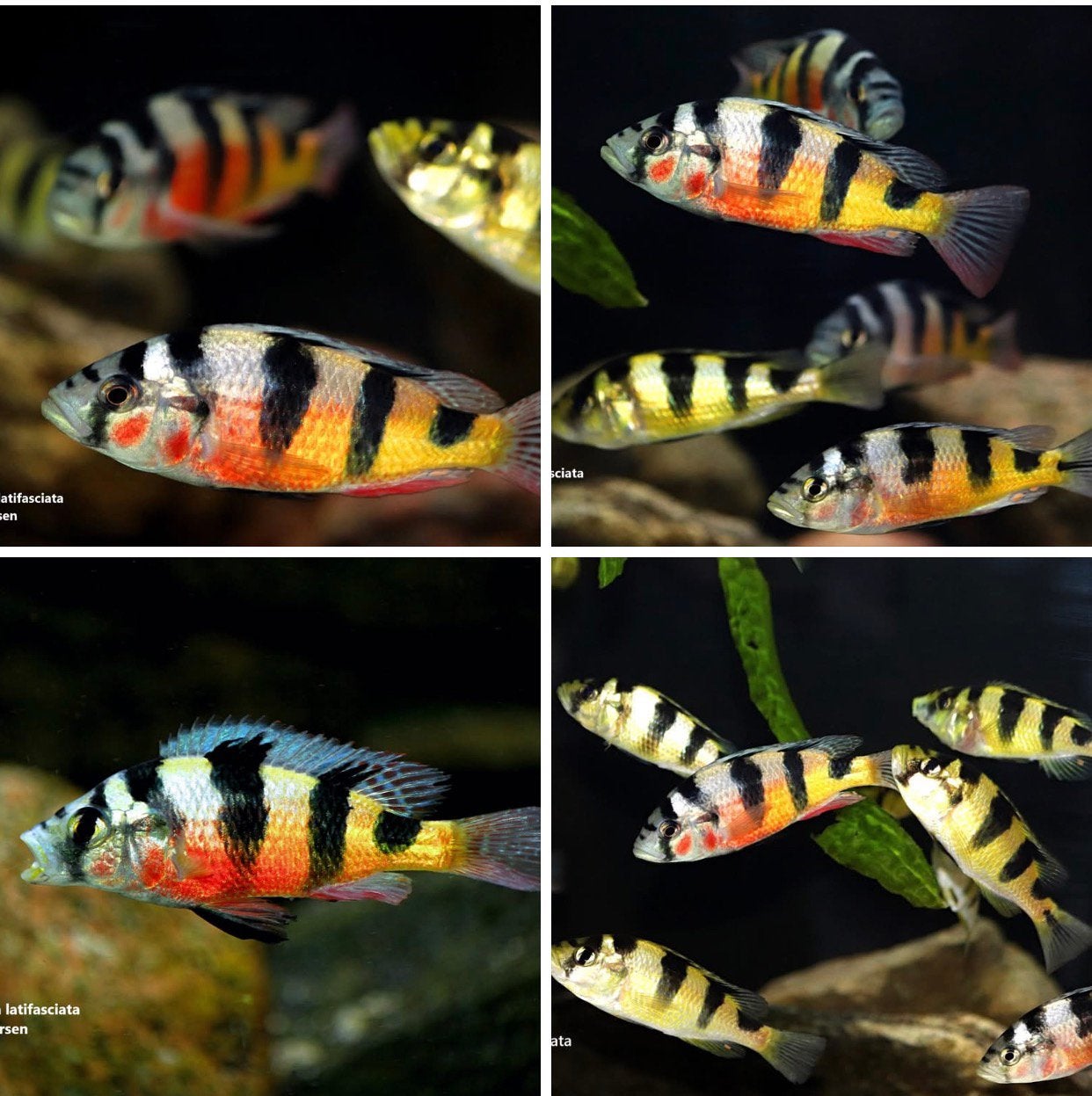 Astatotilapia obliquidens zebracichliden, Vis