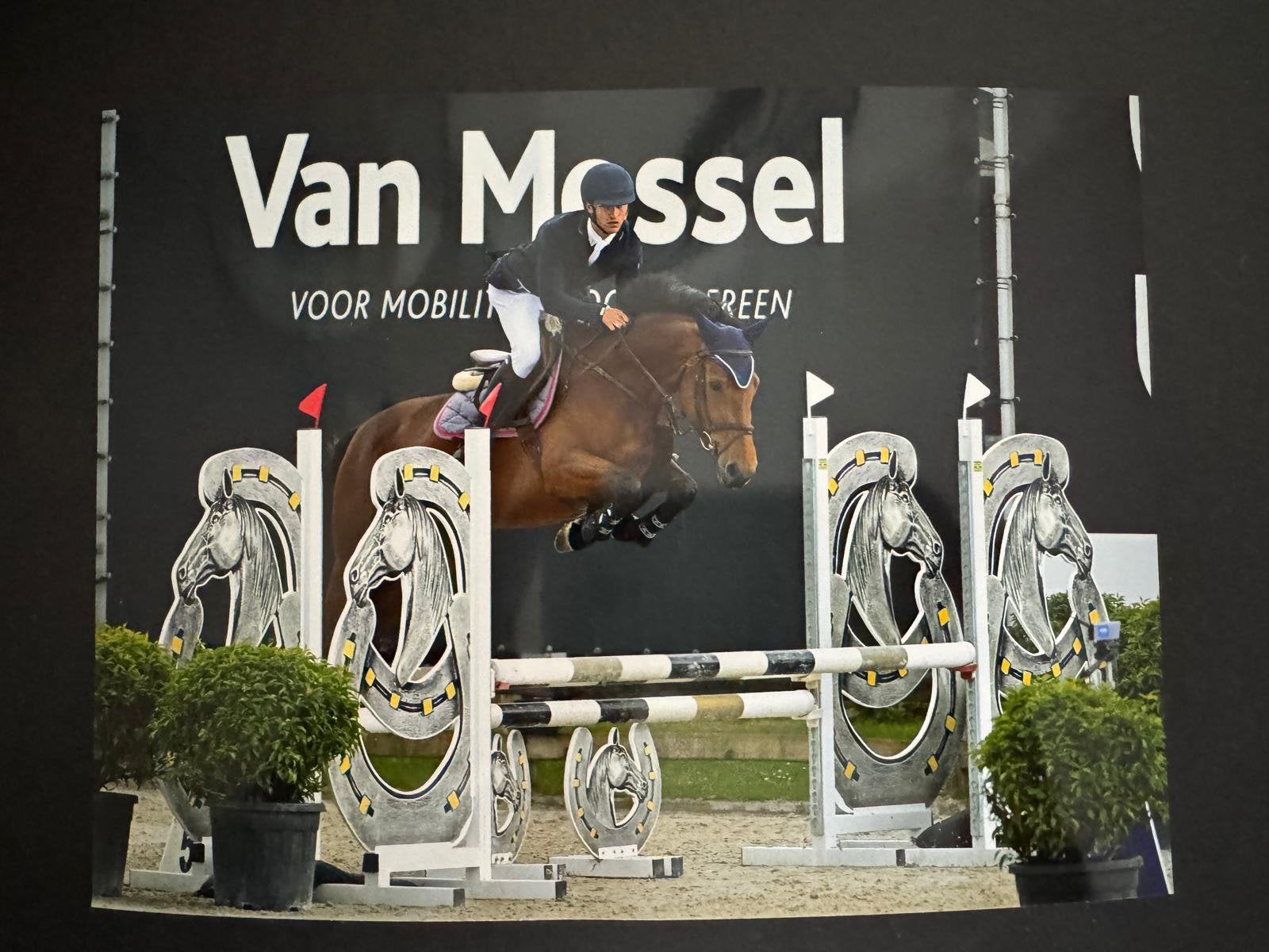 4 jarige merrie, Dieren en Toebehoren, Merrie, Springpaard, Met stamboom, 3 tot 6 jaar