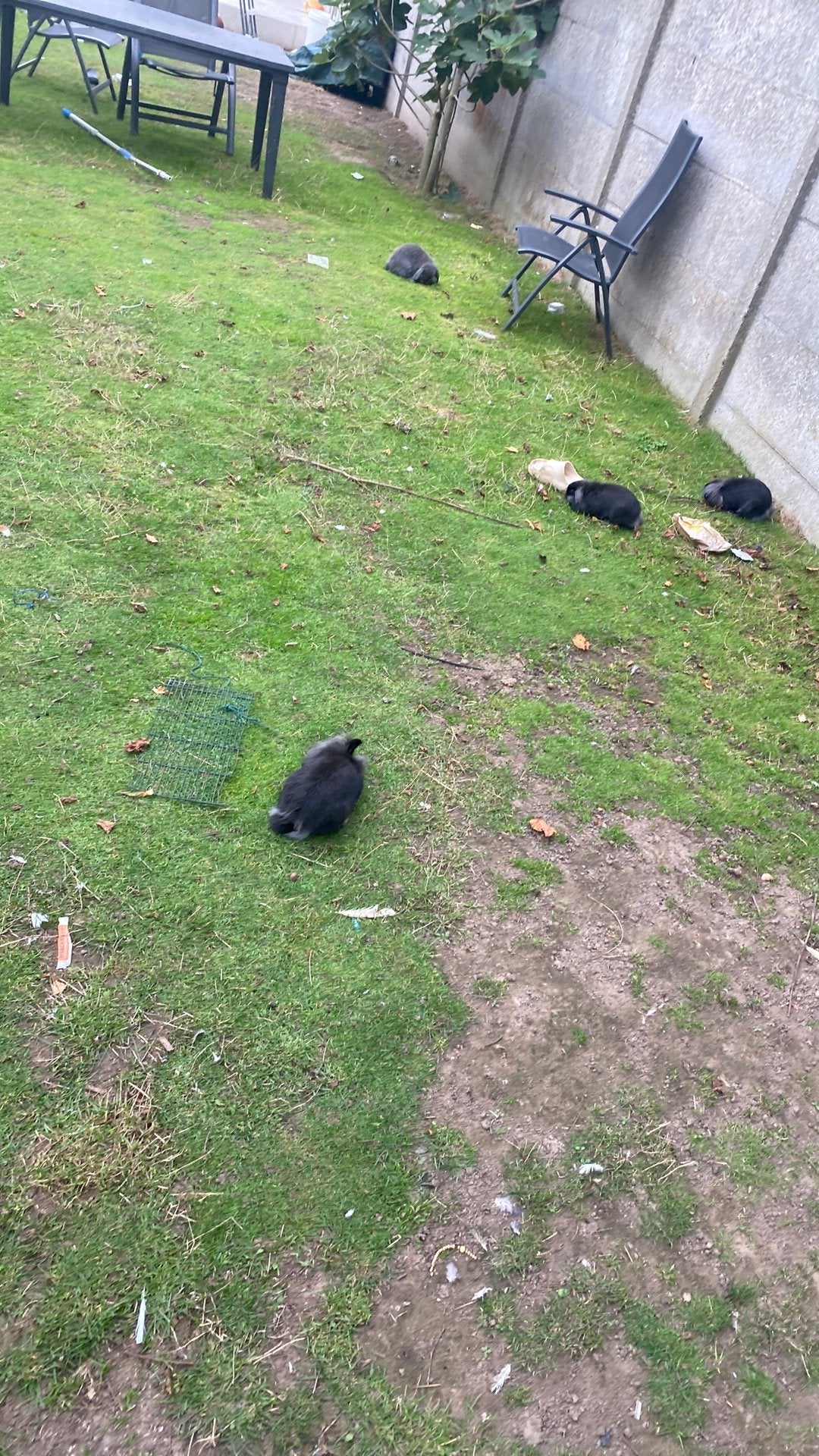 Mooie konijnen, Meerdere dieren, Middelgroot, Hangoor, 0 tot 2 jaar