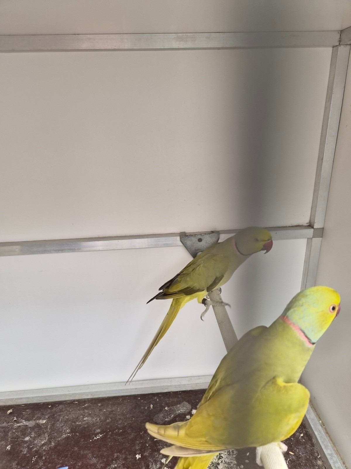 1misty halsband man dubbelbsplit, Dieren en Toebehoren, Vogels | Parkieten en Papegaaien