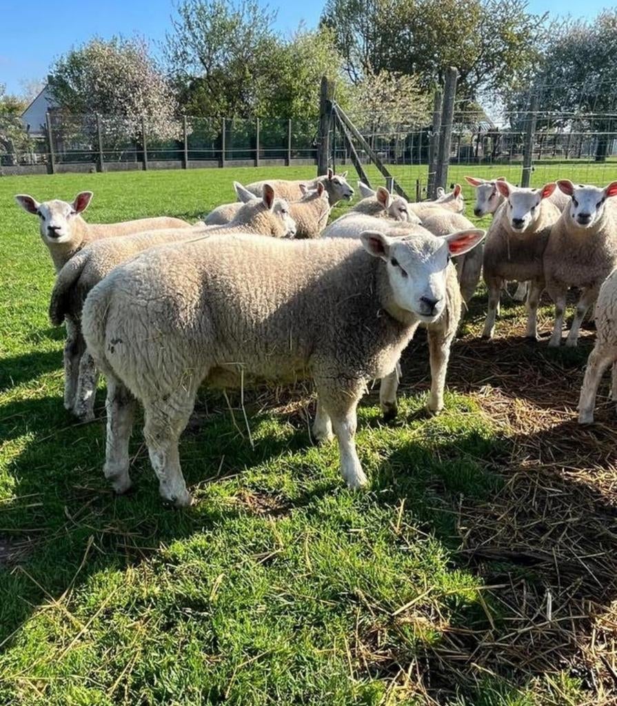 mouton, Animaux & Accessoires