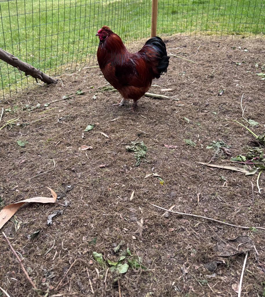 Haan Gratis !!!, Dieren en Toebehoren, Pluimvee, Kip, Mannelijk