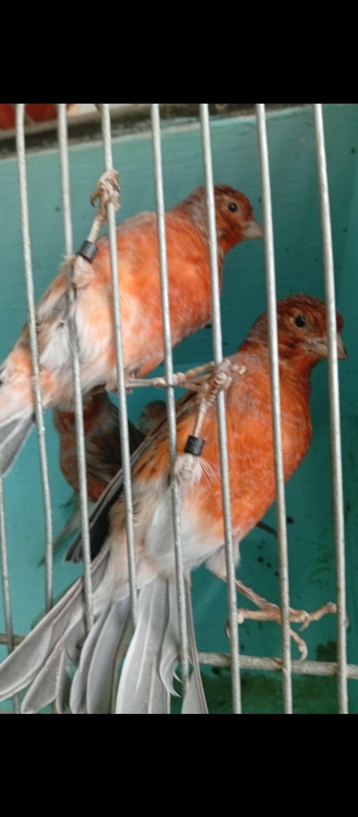 Canaris Agate rouge et arlequin 2026, Dieren en Toebehoren, Vogels | Kanaries, Geslacht onbekend, Kleurkanarie