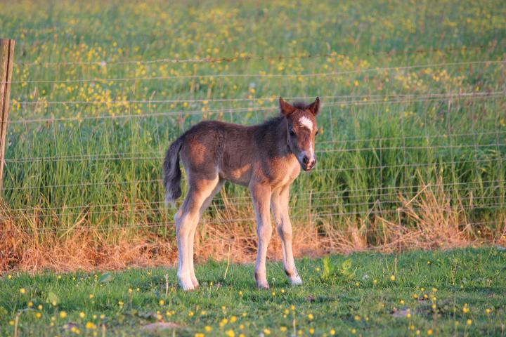Welsh merrie veulen, Dieren en Toebehoren, 0 tot 2 jaar, A pony (tot 1.17m), Recreatiepony, Merrie
