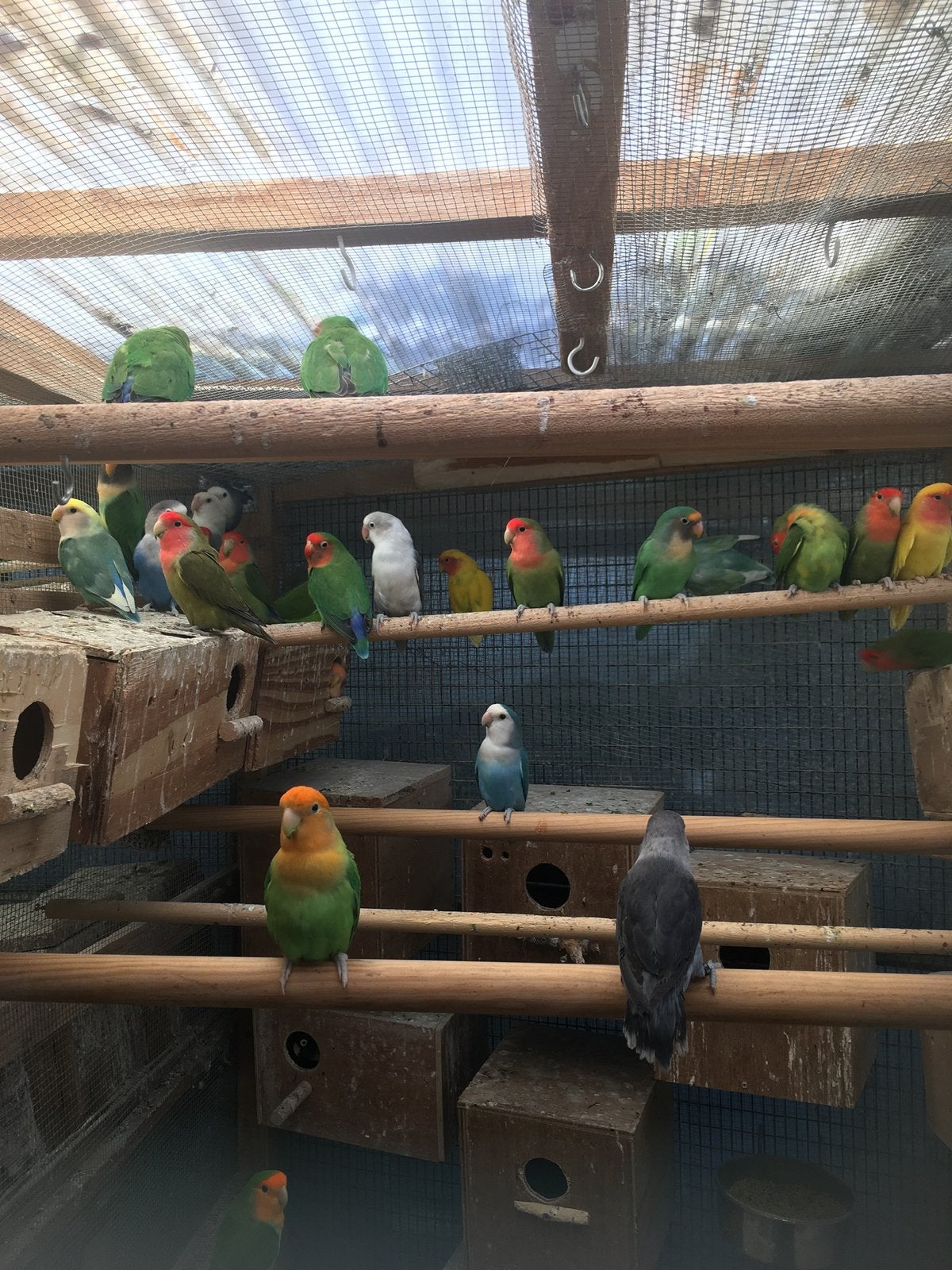 WINTERHARDE  DWERGPAPEGAAIKES VANAF 50 EURO/KOPPEL, Dieren en Toebehoren, Vogels | Parkieten en Papegaaien, Dwergpapegaai of Agapornis