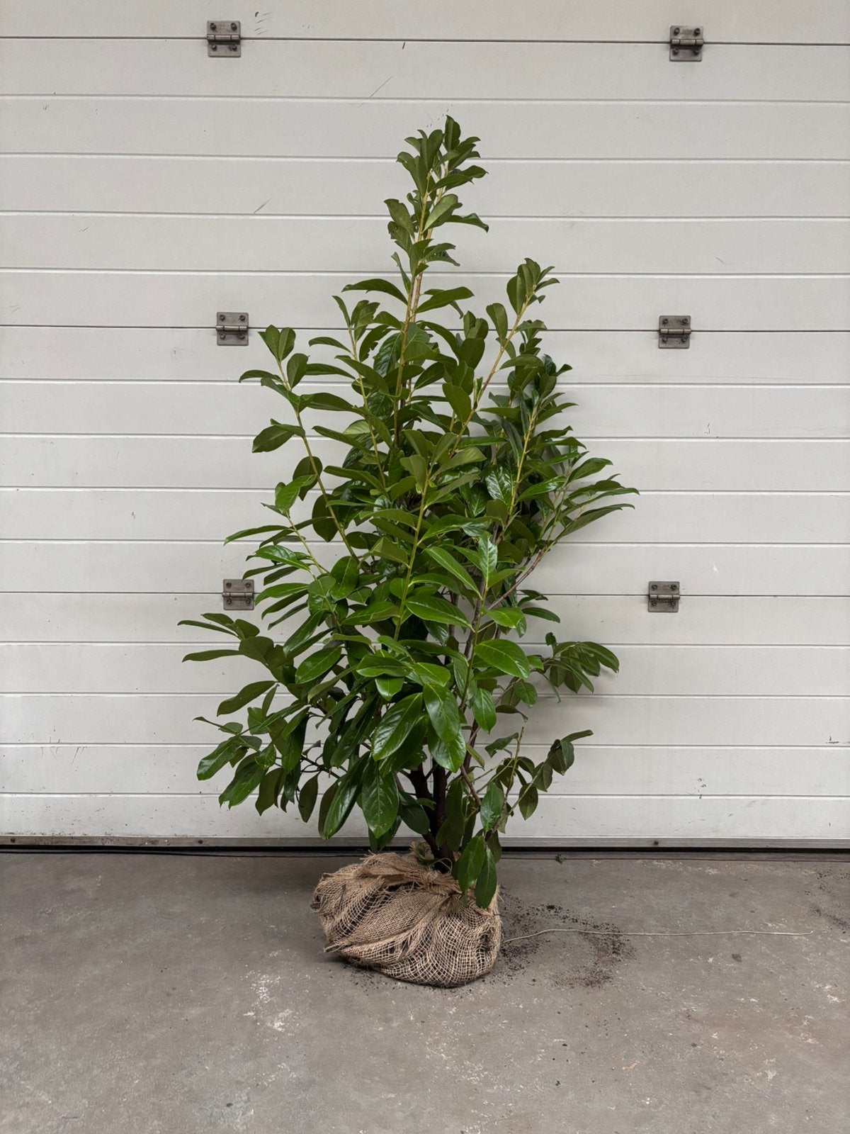 Prunus laurocerasus ‘Novita’, Enlèvement