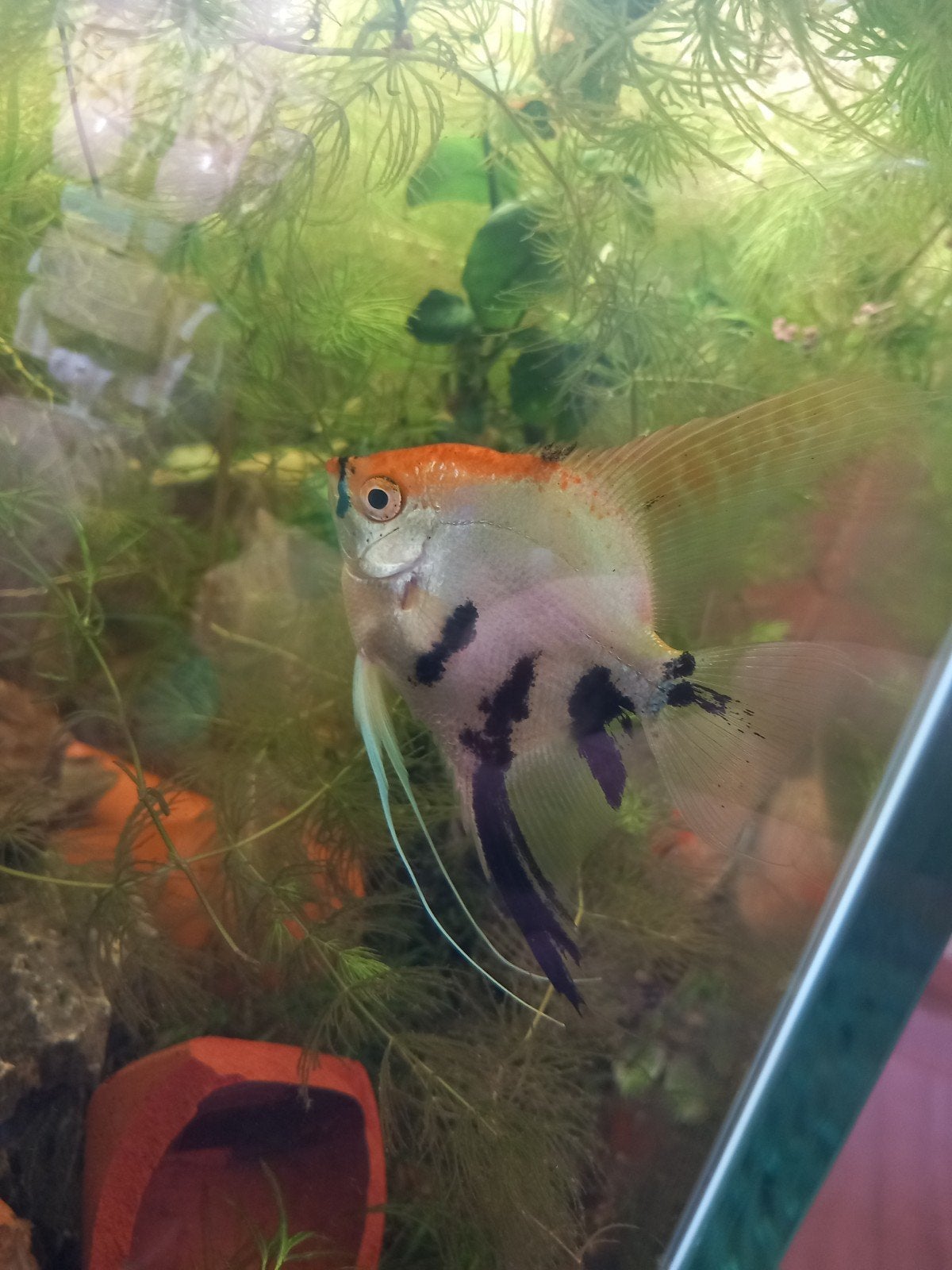 verschillende vissen te koop, Animaux & Accessoires, Poisson, Poisson d'eau douce, Banc de poissons