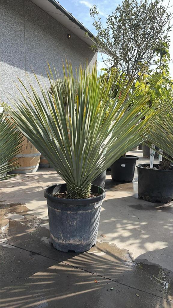 ‼️Yucca's rostrata aan promoprijzen ‼️, Ophalen