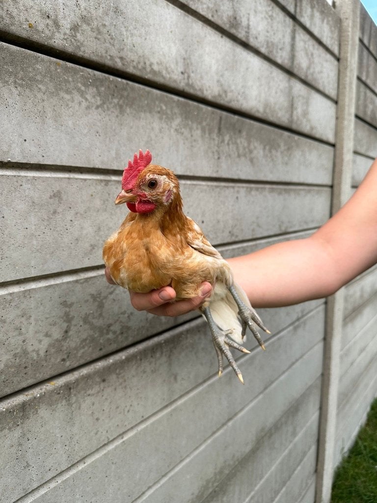 Friese hoen geelwitpel, Dieren en Toebehoren, Mannelijk, Kip