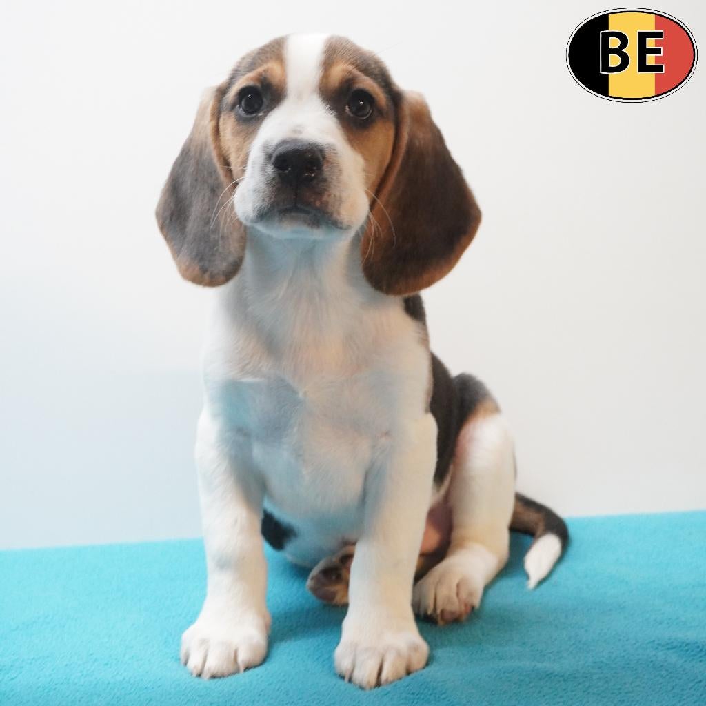 Beagle, vrolijke pups te koop (Belgisch), Dieren en Toebehoren, Parvo, België, Beagle, Handelaar
