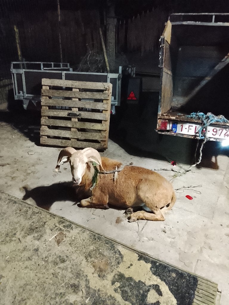Een schaap, Dieren en Toebehoren, Mannelijk, Schaap, 0 tot 2 jaar