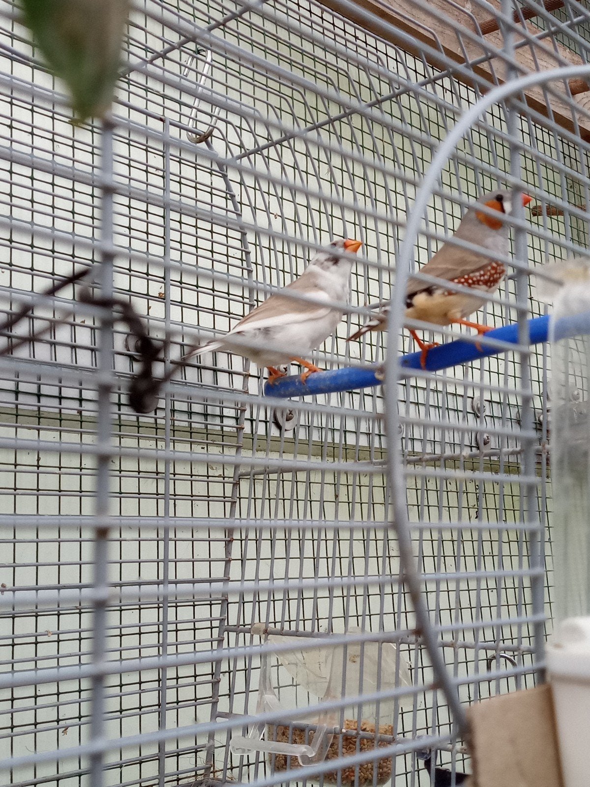 jonge zebravinken, Dieren en Toebehoren