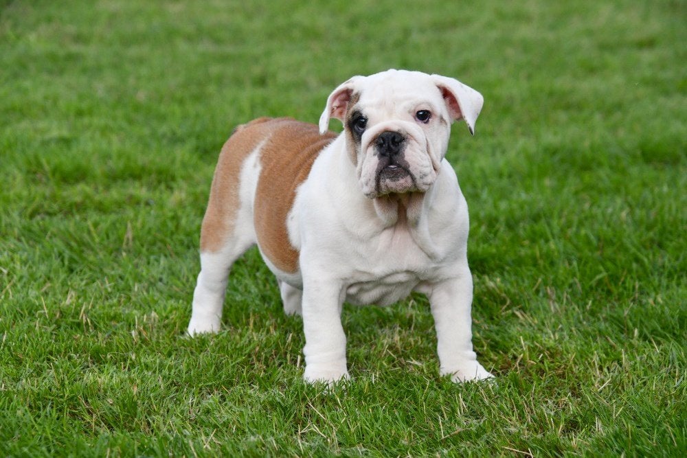 Engelse Bulldog pups te koop, 15 weken tot 1 jaar, Buitenland, CDV (hondenziekte), Bulldog
