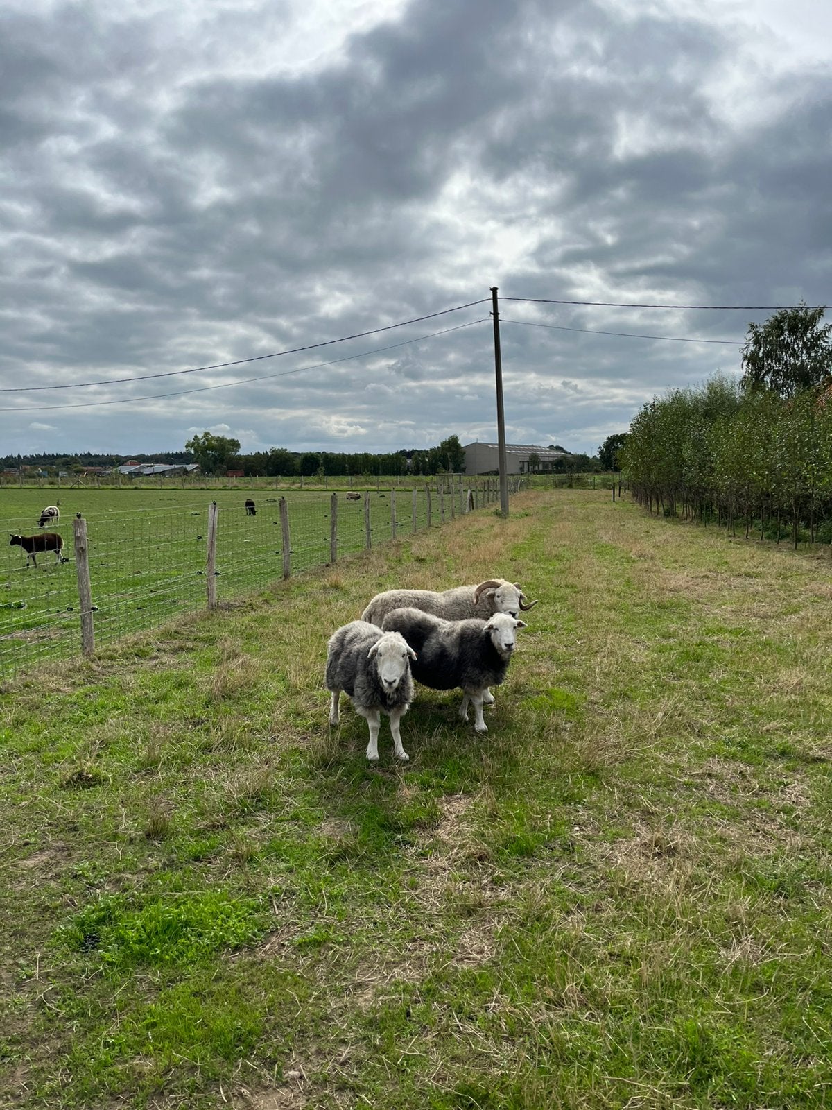 Herdwick trio te koop, Dieren en Toebehoren