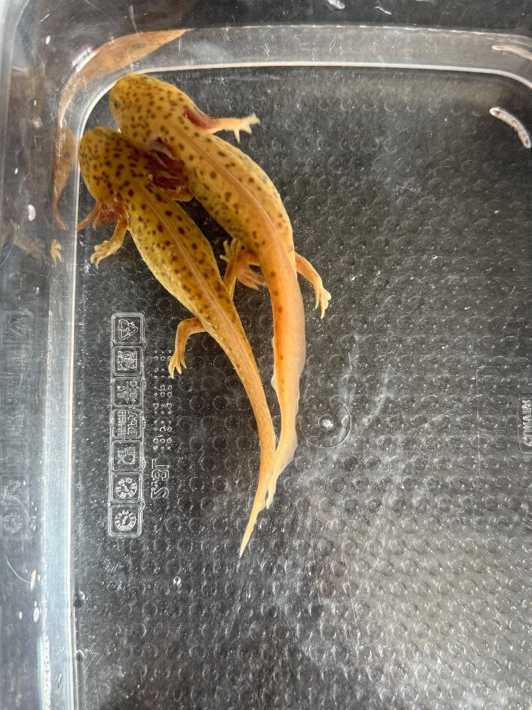 Spotted copper axolotls