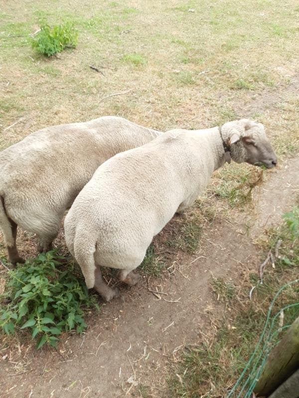 Jaarling dekram Vendée, Dieren en Toebehoren, Schapen, Geiten en Varkens