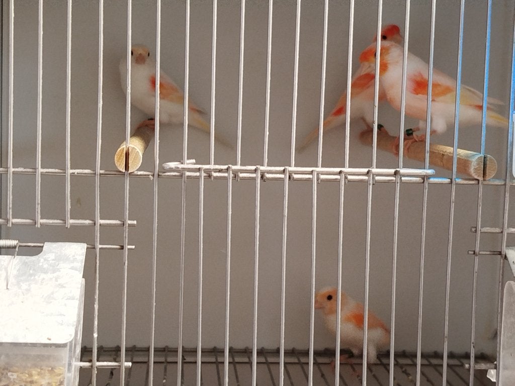 Rood mozaiek