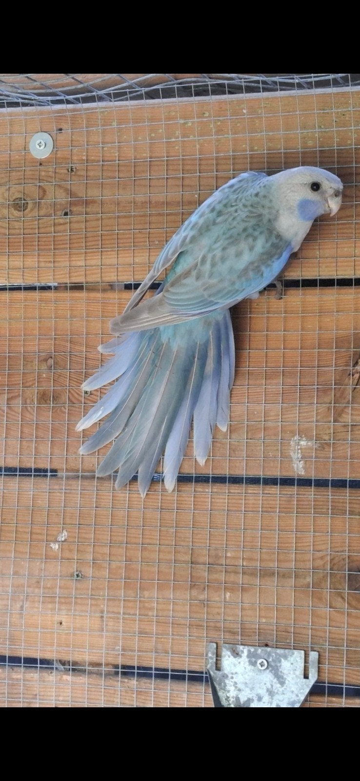 rosella, Dieren en Toebehoren