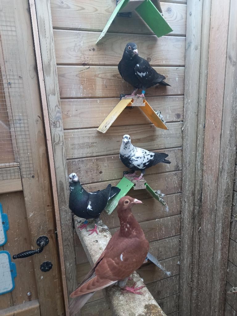 Kleurpostduiven, Dieren en Toebehoren, Vogels | Duiven, Meerdere dieren, Postduif