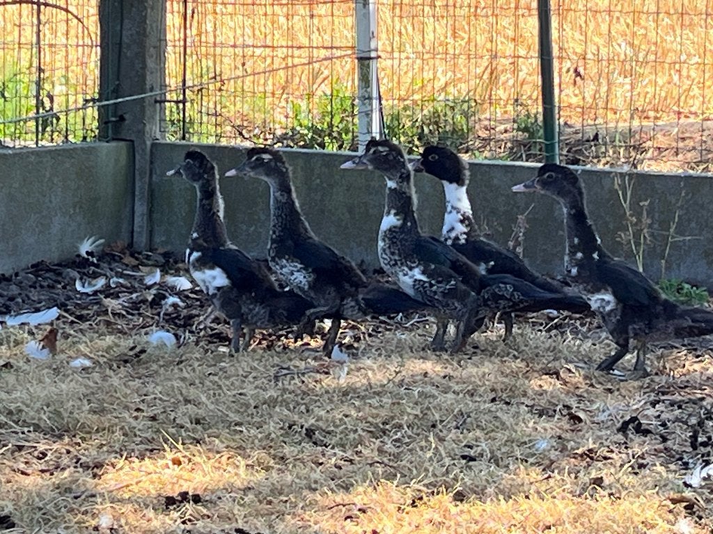 Barberie eenden, Plusieurs animaux, Canard