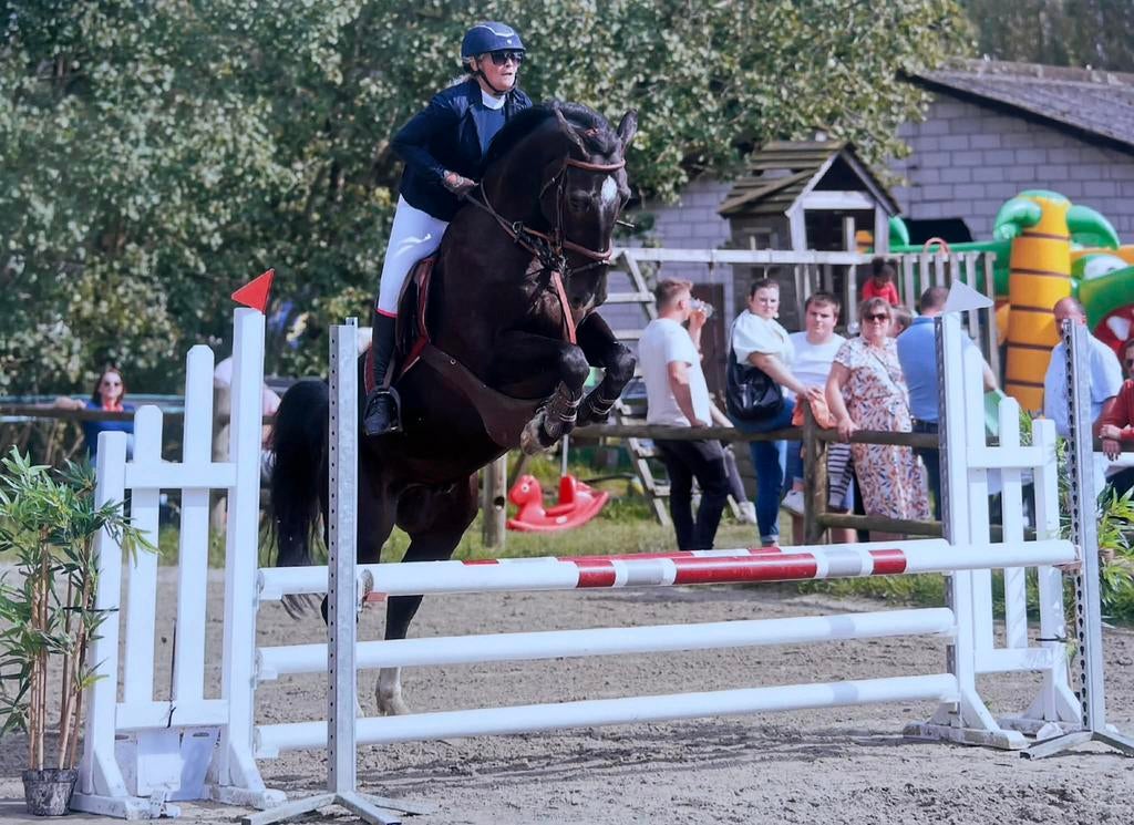 Op zoek naar zijn gouden huisje, Dieren en Toebehoren, Paarden, Springpaard, Met stamboom, Ruin, 11 jaar of ouder