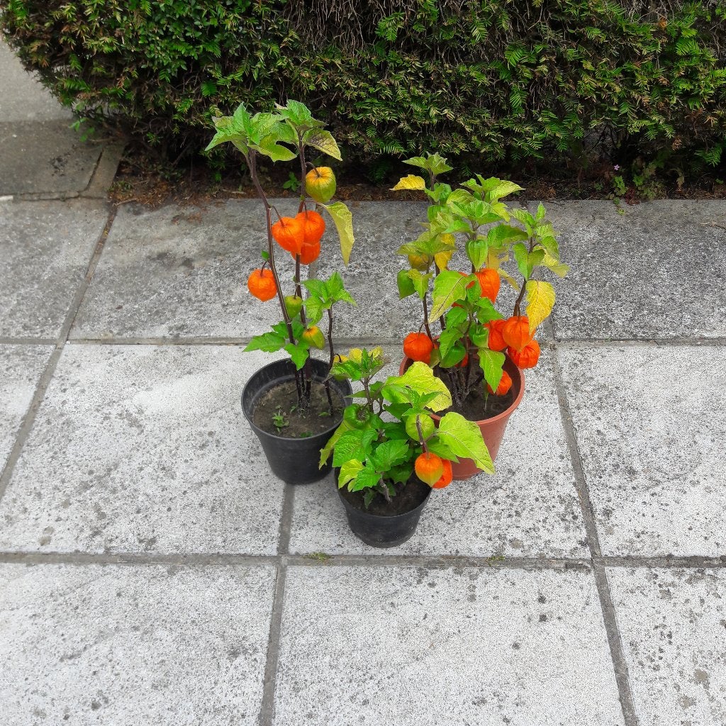 lampionnenplanten vaste plant, Ophalen, Vaste plant