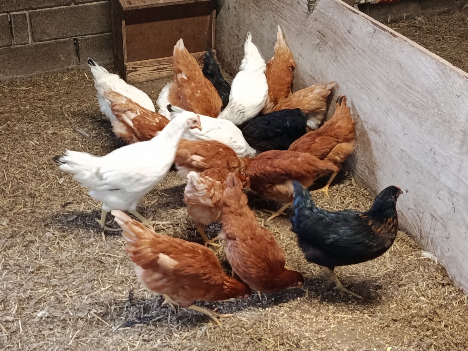18 jonge legkippen promo, Poule ou poulet