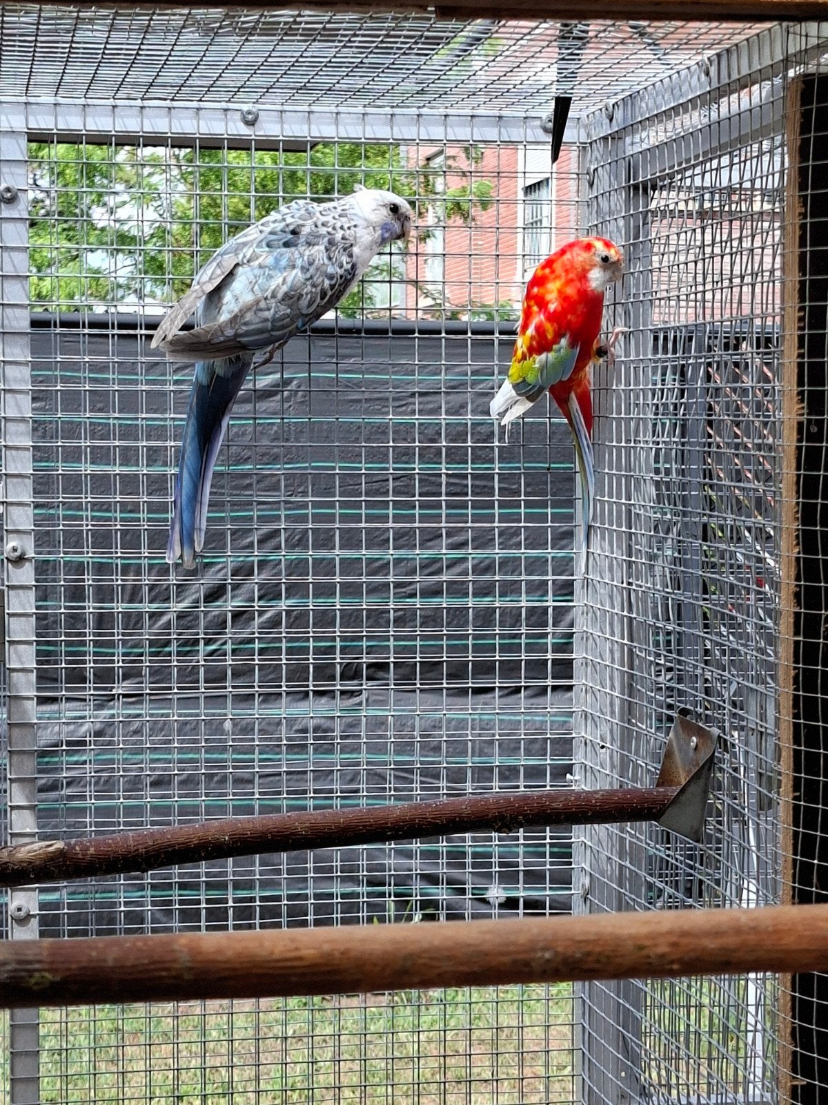 Koppel rosella