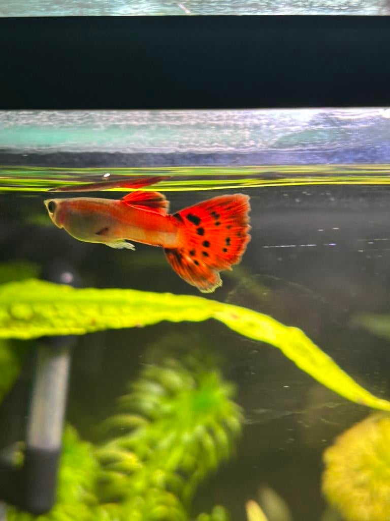 Guppen (raszuiver), Poisson d'eau douce