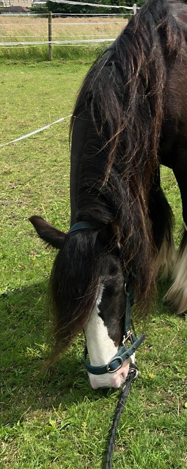Lieve kinder / familie pony, Animaux & Accessoires, Jument, M