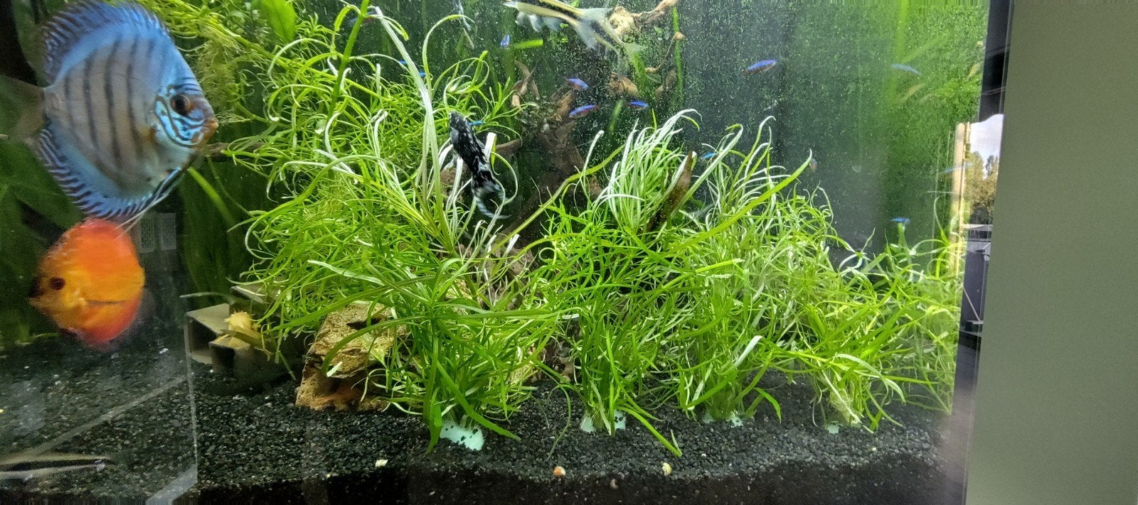 aquariumplant waterplant guppy grass en reuzen vallisneria, Dieren en Toebehoren, Ophalen, Plant(en), Steen of Hout