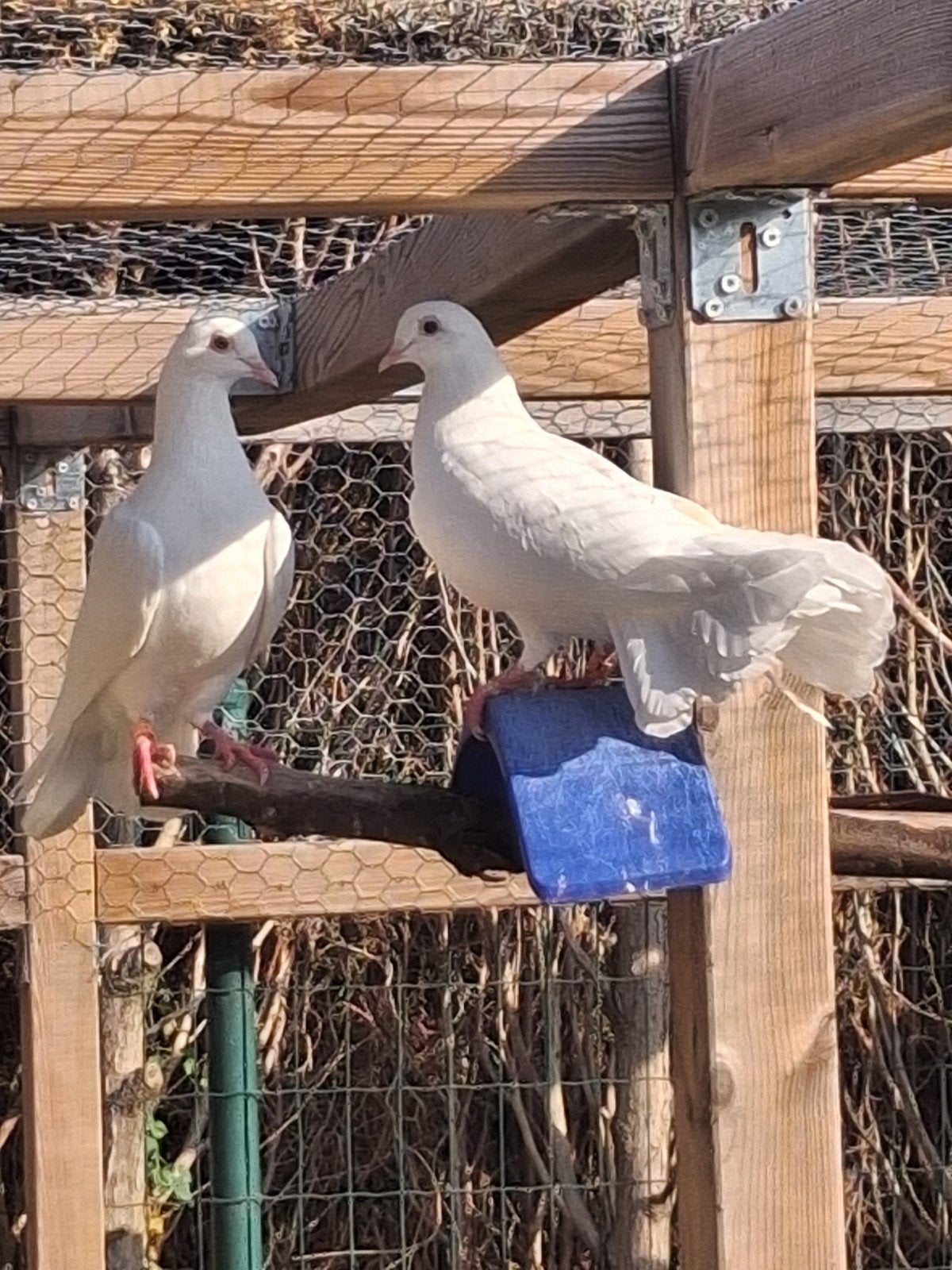 koppel witte sierduiven, Dieren en Toebehoren