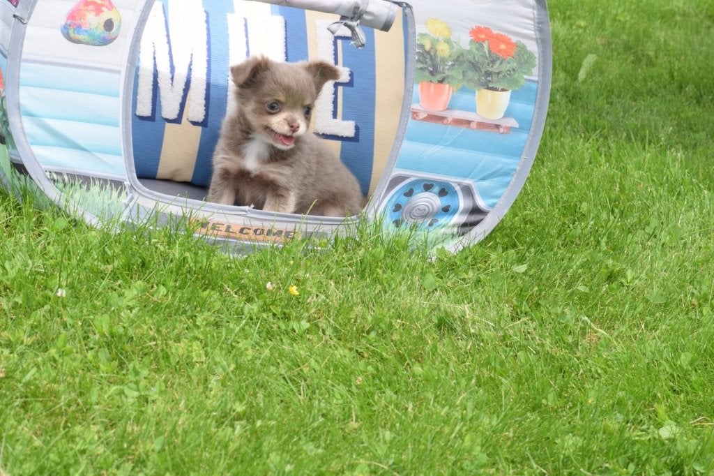 Chihuahua pups mooi klein blijvend, 15 weken tot 1 jaar, Buitenland, Parvo, Meerdere