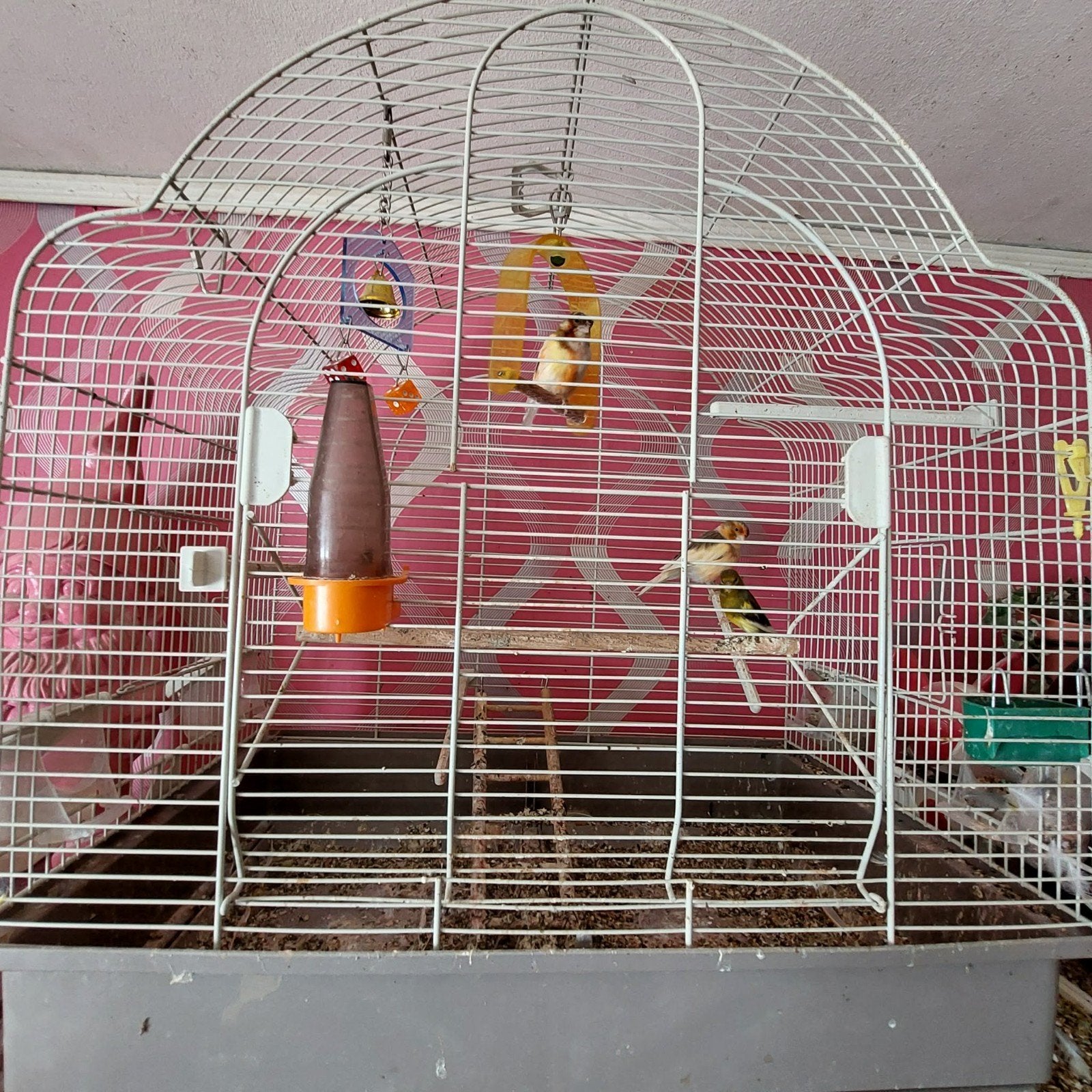 3 canaris avec cage, Animaux & Accessoires, Enlèvement