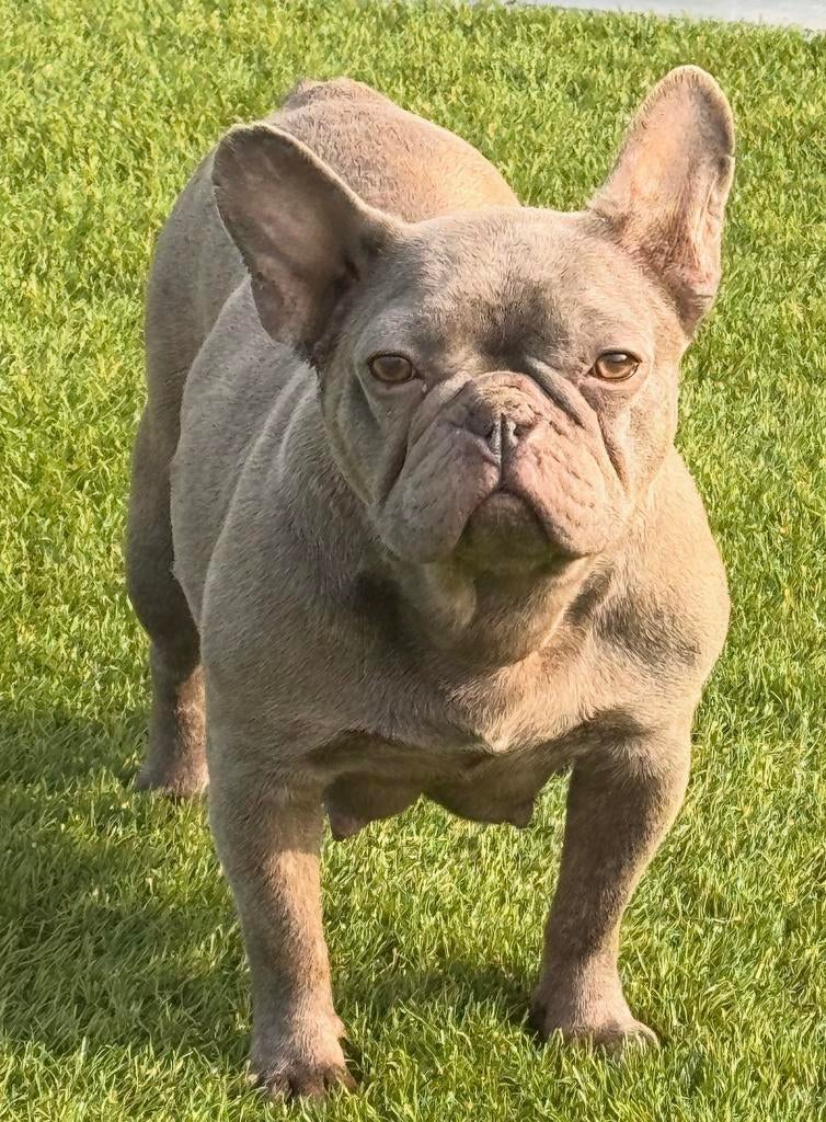 Isabella teefje franse bulldog, België, Fokker | Hobbymatig, 1 tot 2 jaar, Meerdere