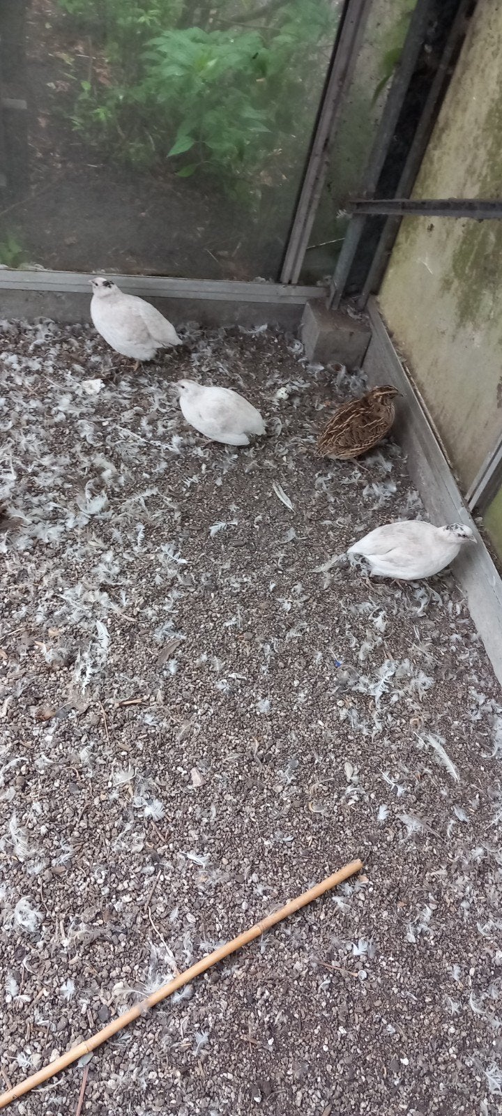 Japanse kwartels(koppel van 2vrouwtjes en 1haan), Dieren en Toebehoren, Pluimvee, Meerdere dieren, Overige soorten